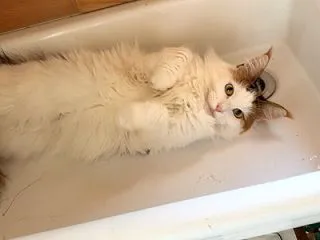 みじゅよ！ でよ！