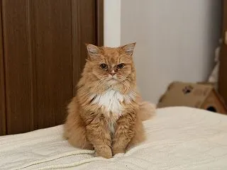 ついつい猫ちゃんに…
