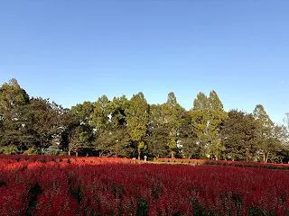公園散歩・・・