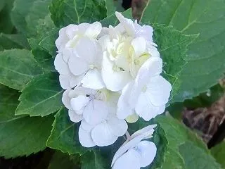 小さなお客様