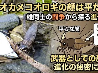 なぜオカメコオロギやミツカドコオロギの雄…