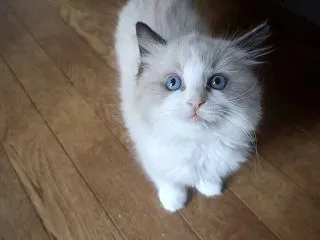 ダンボールを並べて