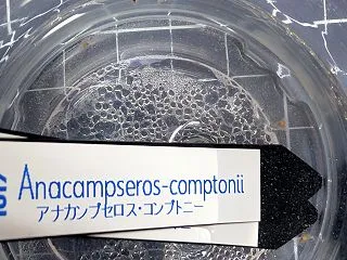 アナカンプセロス コンプトニー(Anac…