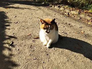 今日のにゃん😸