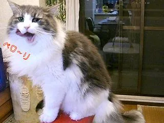 変顔レオたんいろいろ～😺😹🙀