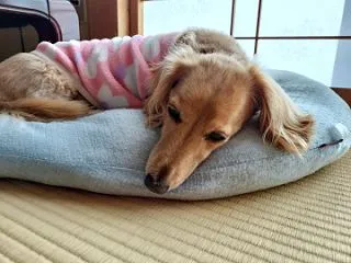 かしこ