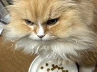 【ラガマフィン編】ココの異変61・・猫で…