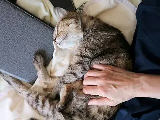 むっふんですず