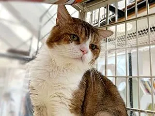 里親さんを待ってる猫たち(10/18)