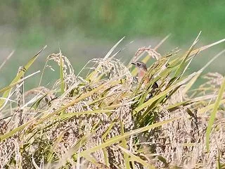 稲からなかなか出て来ないノビタキ（全8枚…