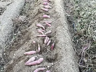 芋掘り、頑張っています！