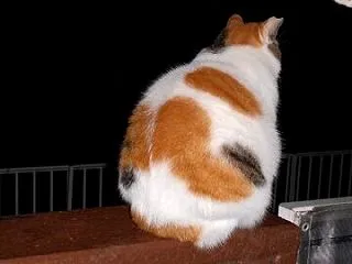 猫に小判を与えたら。 埋蔵金：弐千拾四両…