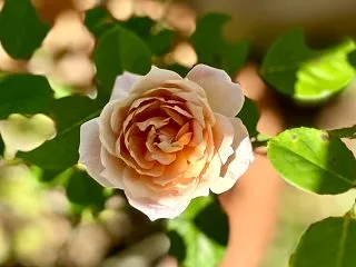 種蒔きの発芽♫と初めてのカフェと今日のバ…