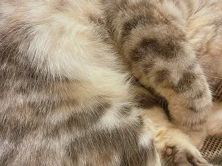 【至福のひととき】毛づくろいからの…ぐっ…