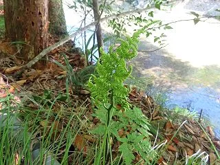 ちょこっと散策・今年も見られたオオハナワ…
