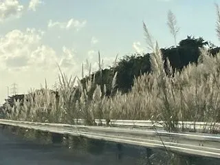 ススキやセイタカアワダチソウ♪