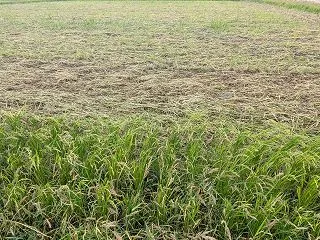 金沢の田んぼを10月に観察！稲刈り後のひ…