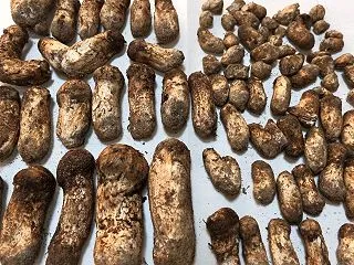 秋の味覚 (マツタケ) 今年は豊作～ (…