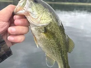 カモメなの？