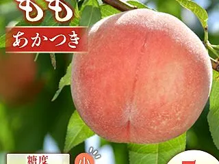 【ふるさと納税】＜先行予約＞もも あかつ…