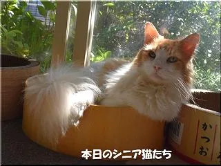 今日のシニア猫たち