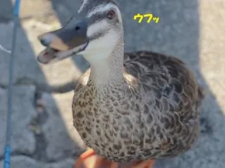 愛嬌を振りまいてエサをもらおうとするカル…