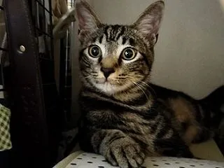 りくが我が家に来て1年経ちました！