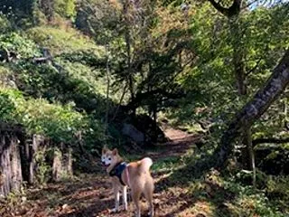 まだまだ紅葉には早いけど