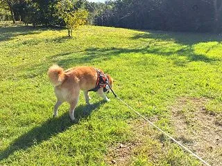 秋と言えば種