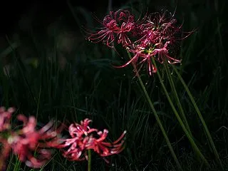 〆の彼岸花