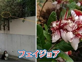 小次郎と夏の草花－フェイジョア－