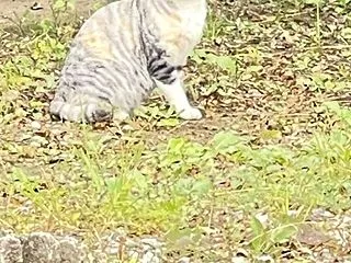 ママ猫ちゃん助かりました＆ご寄付お願い