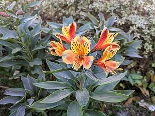 【宿根草・多年草】アルストロメリア・サマ…