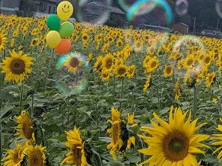 秋のひまわり(^o^)
