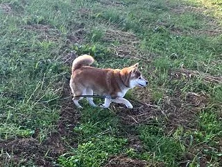 秋晴れ休日。犬も生き生きと散歩！