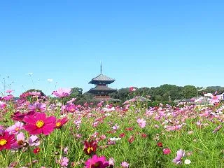 ２０２６年 秋の風景④