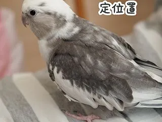 定位置にいるクスィー