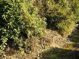 重要遺跡に選ばれた謎の円墳 庚申塚古墳 …