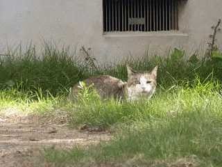 ウォーキングネッコ シーズン161