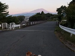 柴犬ガン太 青年期に入りちょっと塩対応