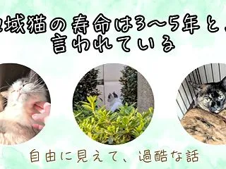 地域猫の寿命は3〜5年と言われている【自…