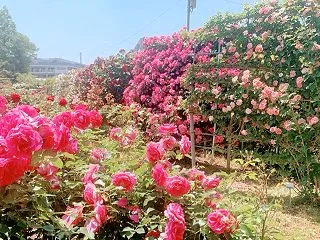 良い習慣、やらなくていい習慣、続けるべき…