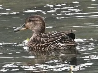 あいの里公園でバードウォッチング '26…