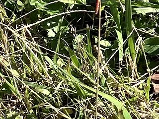 光合成しました