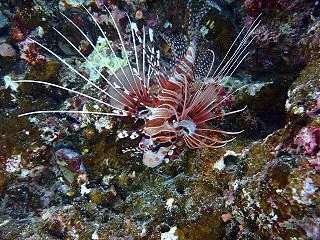 ヌヌ・アドベンチャー・クラブ石垣島ＮＥＷ…