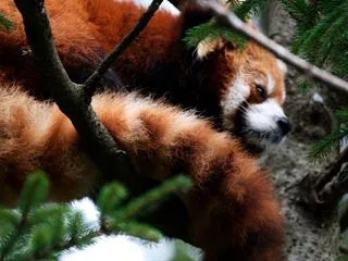 千葉市動物公園 202609 33