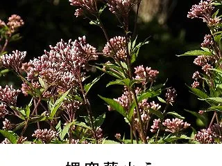 うす紅の小花を束ね藤袴空に放てる媚香のあ…