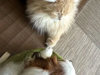 仲良しになるつもり？手が・・・・・・・^…
