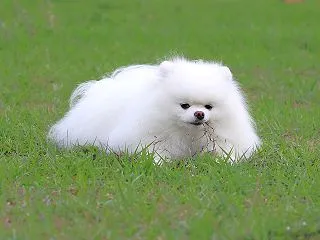 そりゃあ可愛かろうよ