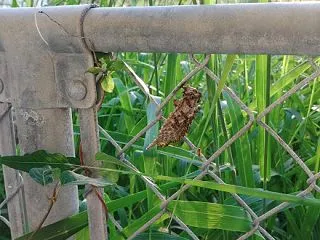 ライブディオ エアークリナー